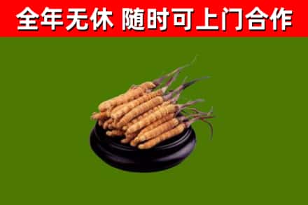 茶陵回收散虫草